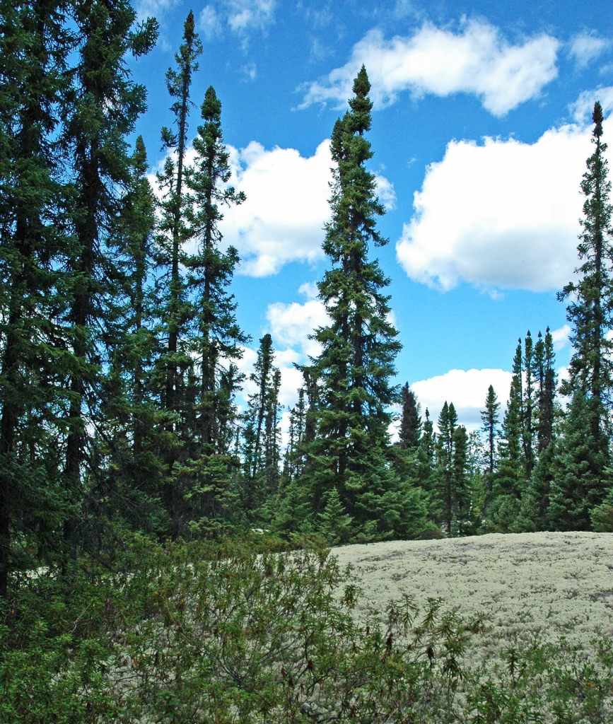 Picea mariana