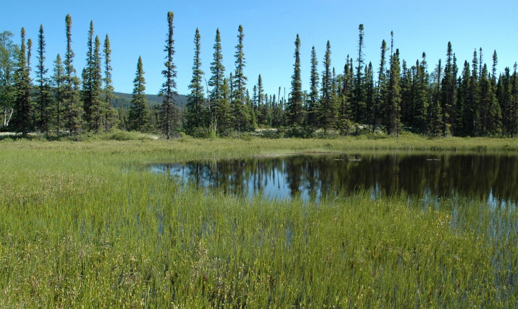 Picea mariana
