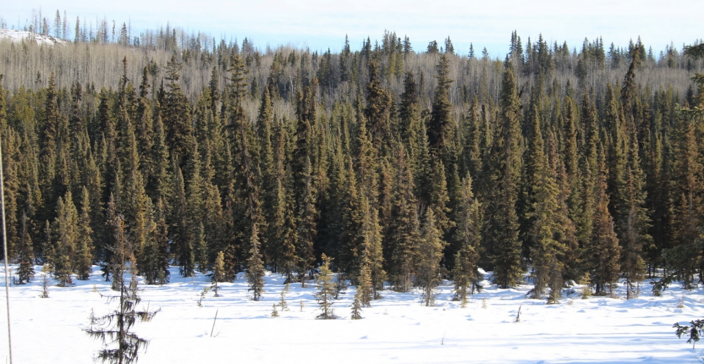 Picea mariana