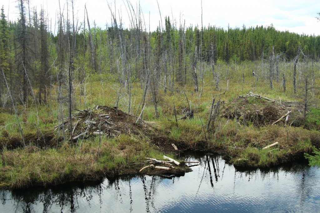 Picea mariana