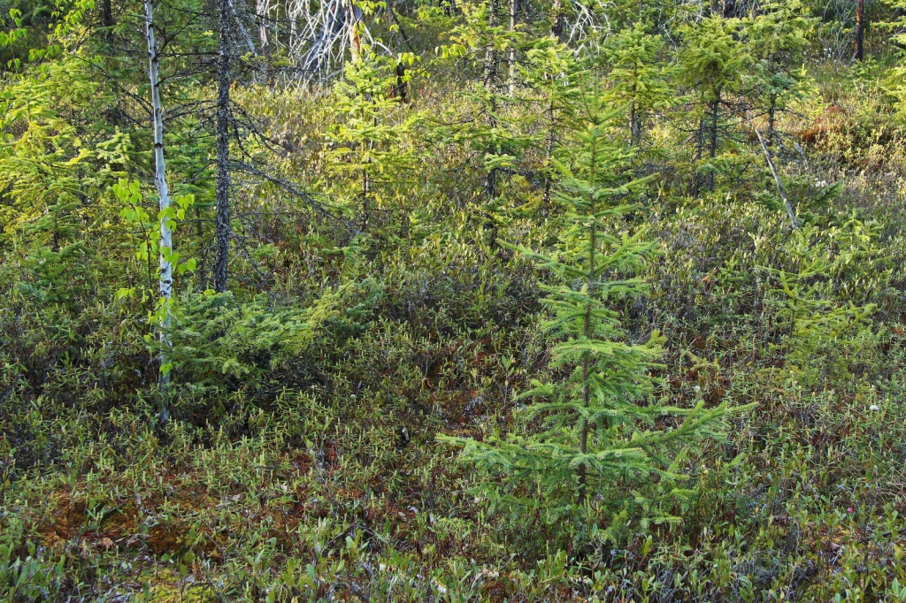 Picea mariana