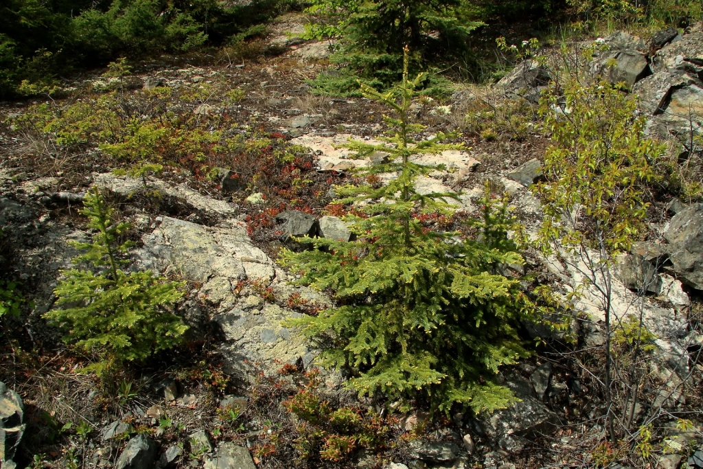 Picea mariana