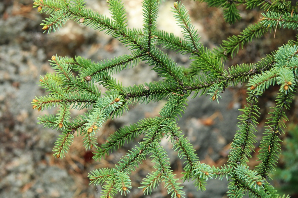 Picea mariana