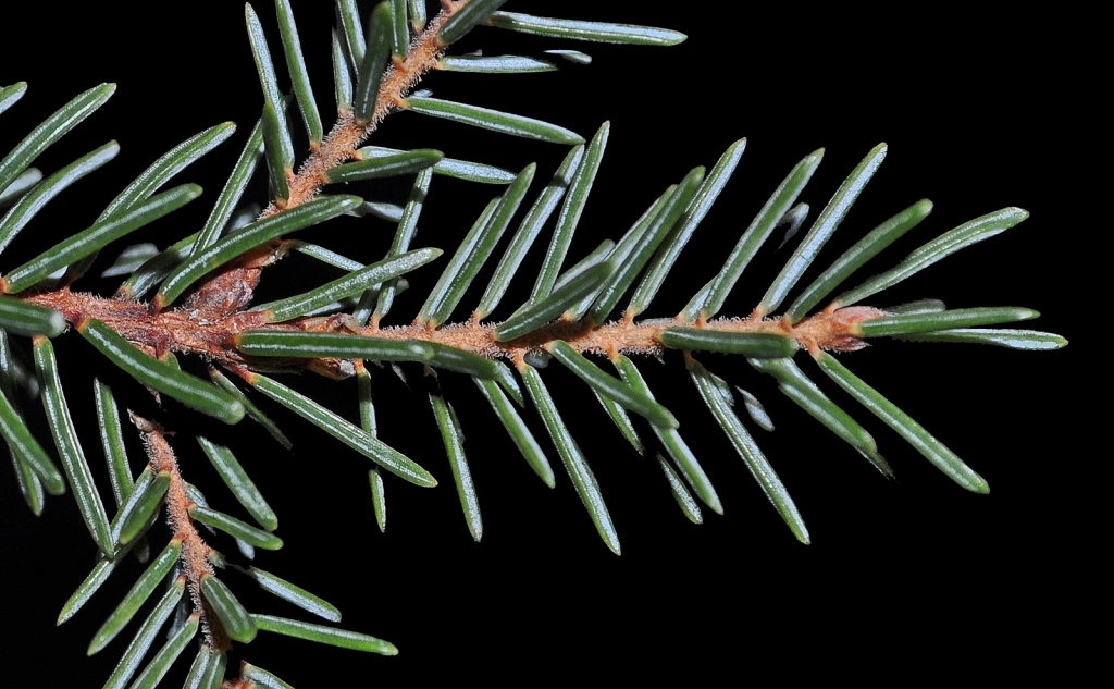 Picea mariana