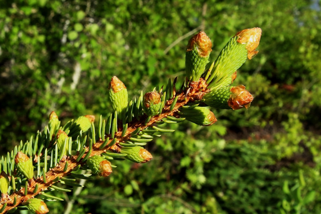 Picea mariana