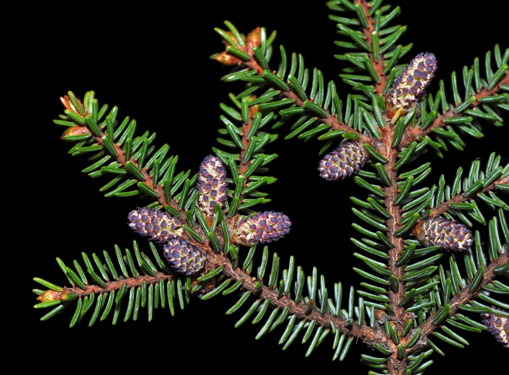 Picea mariana