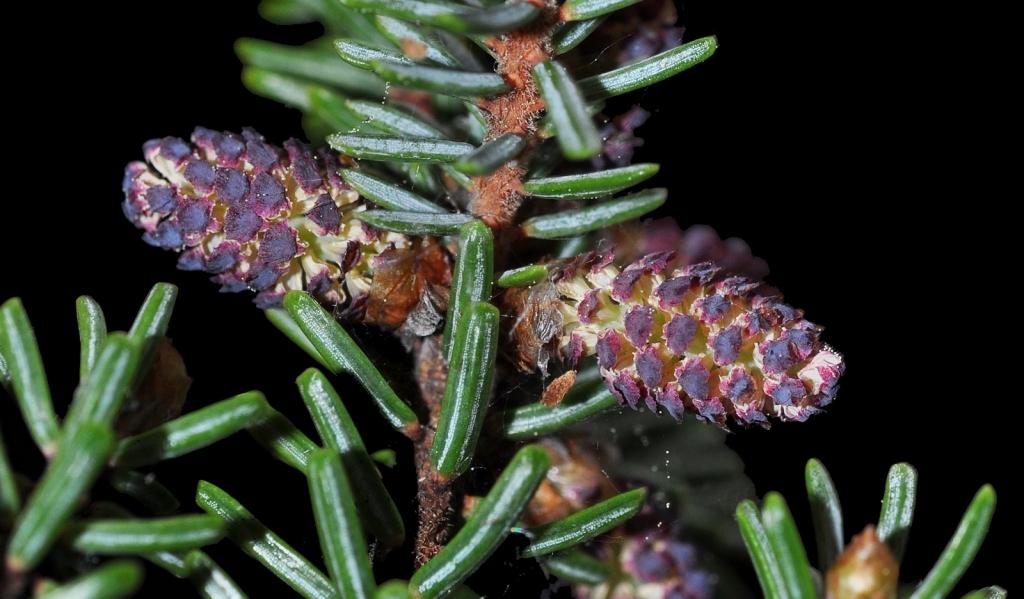 Picea mariana