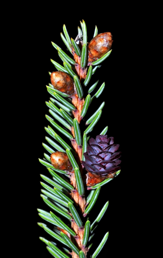 Picea mariana