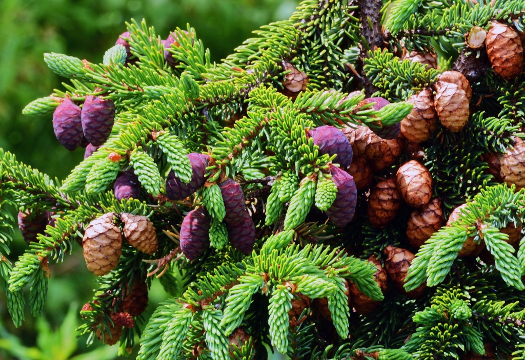 Picea mariana