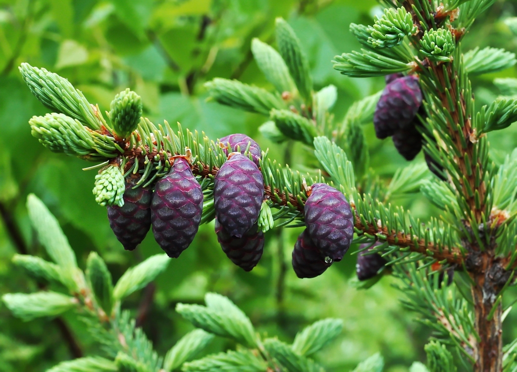 Picea mariana