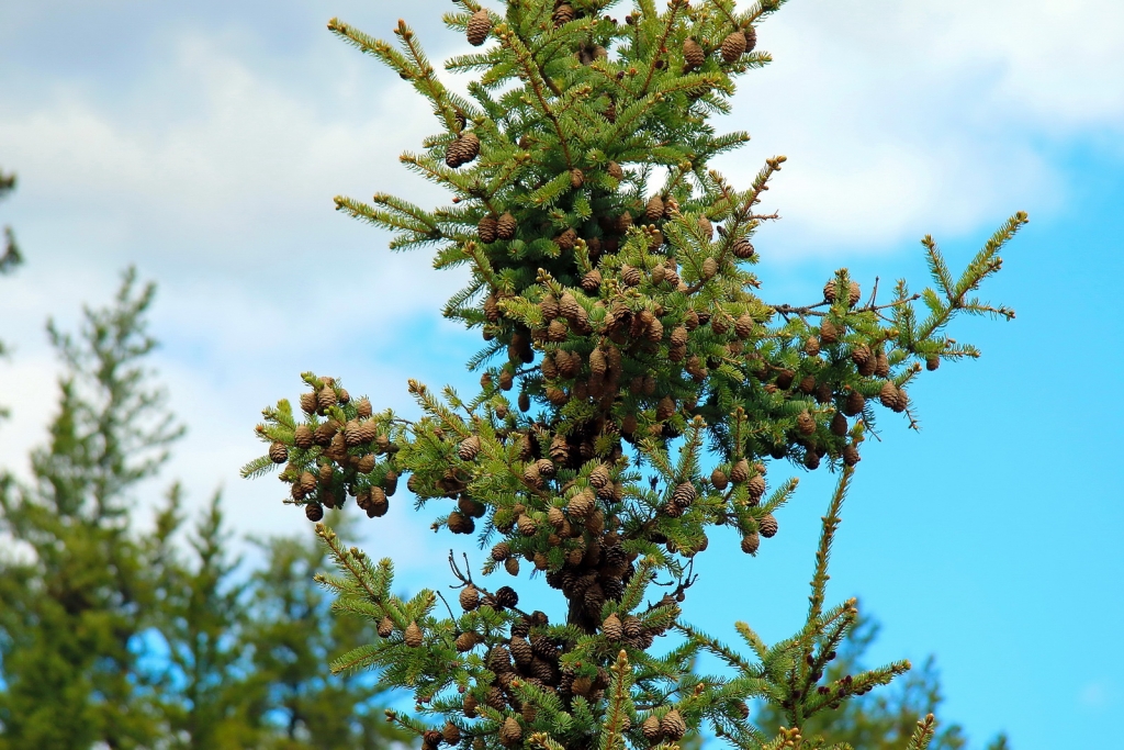 Picea mariana