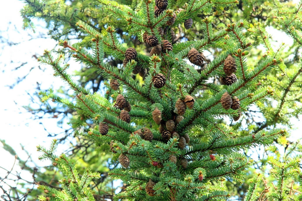 Picea mariana