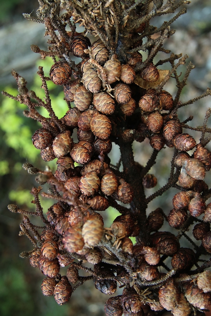 Picea mariana