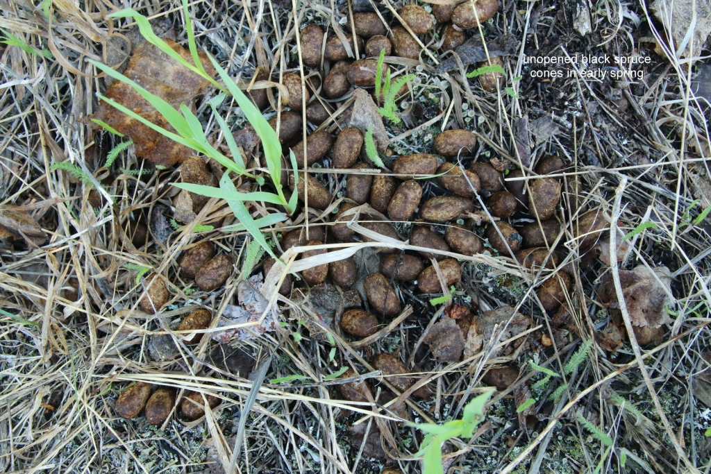 Picea mariana