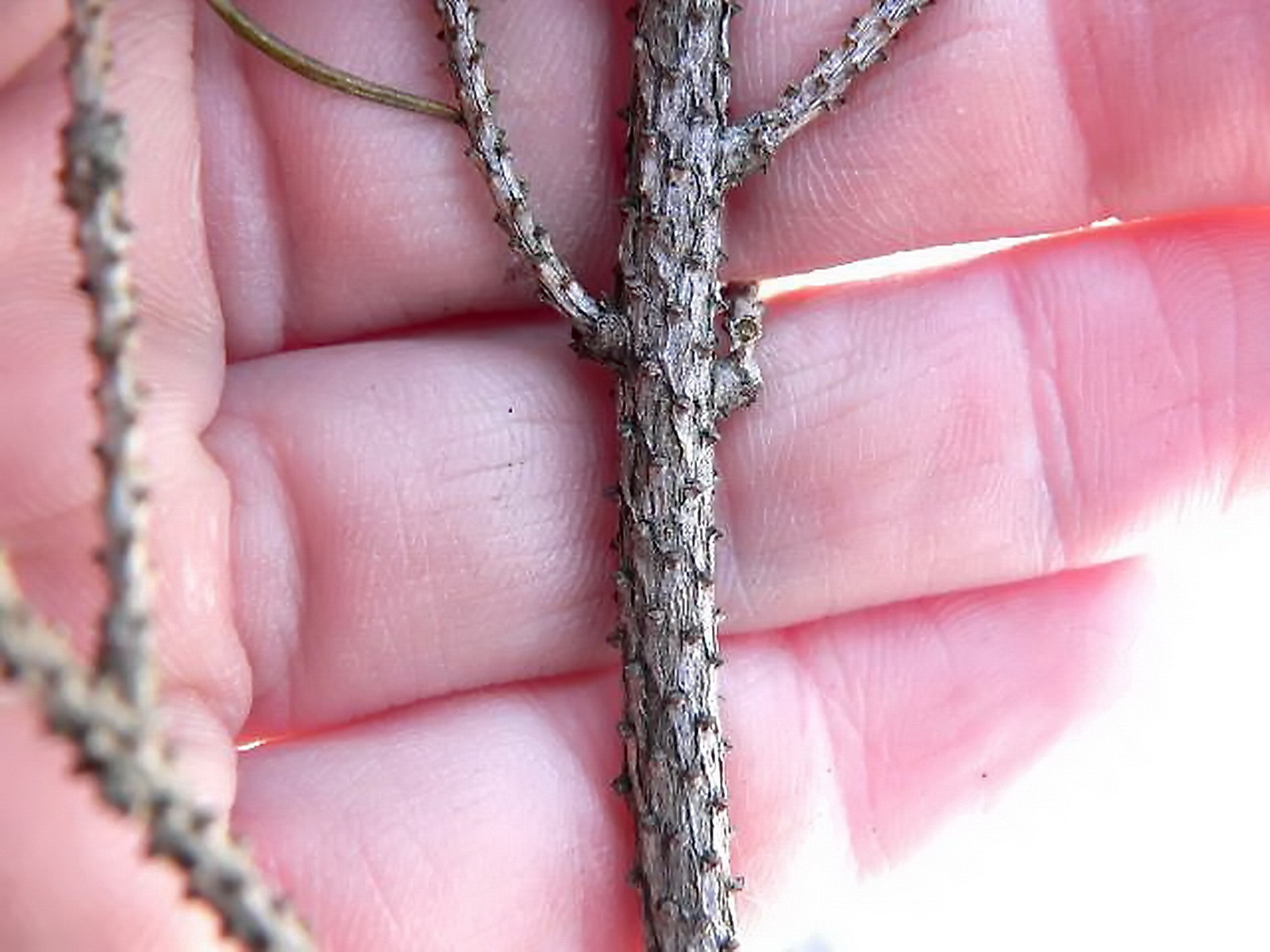 Picea mariana
