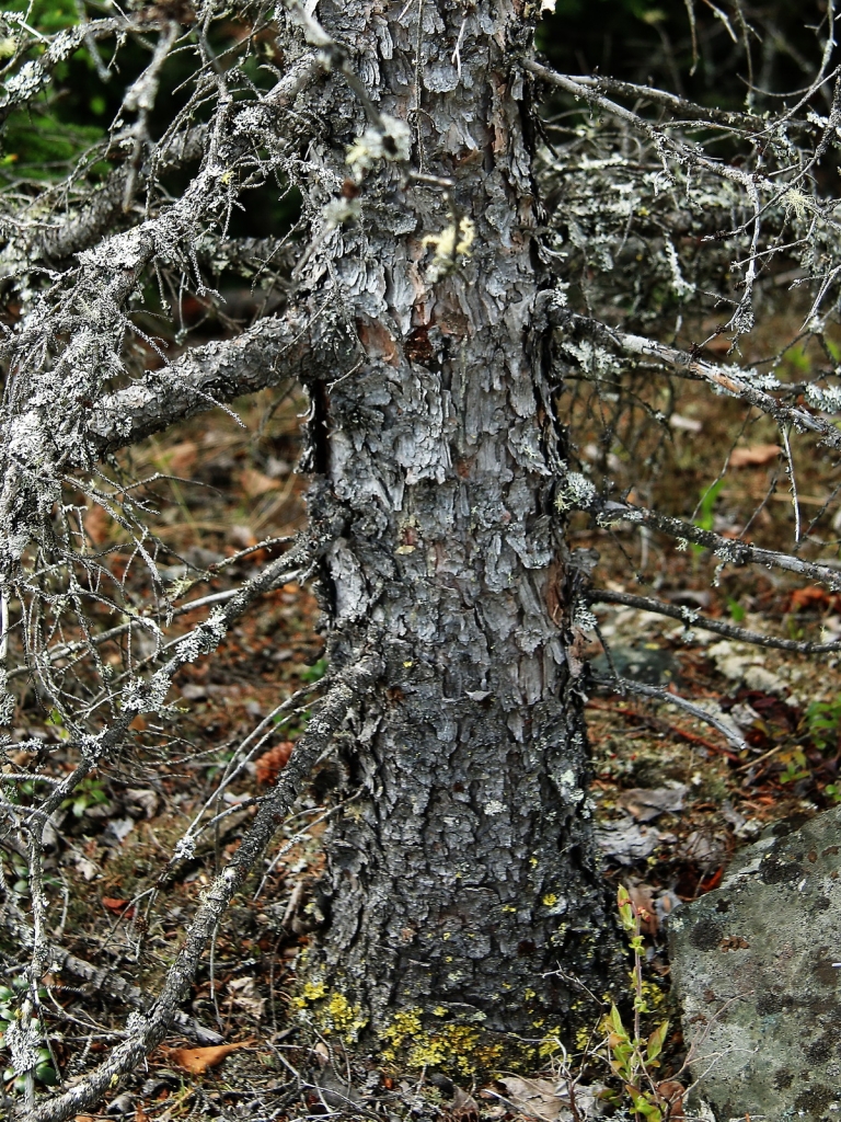 Picea mariana