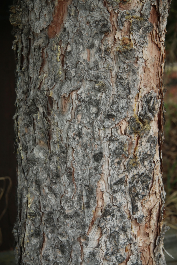 Picea mariana