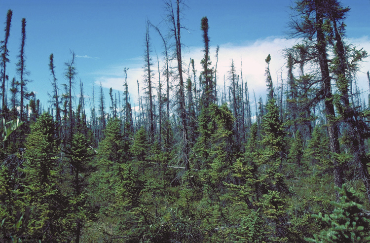 Picea mariana