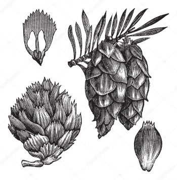 Picea mariana