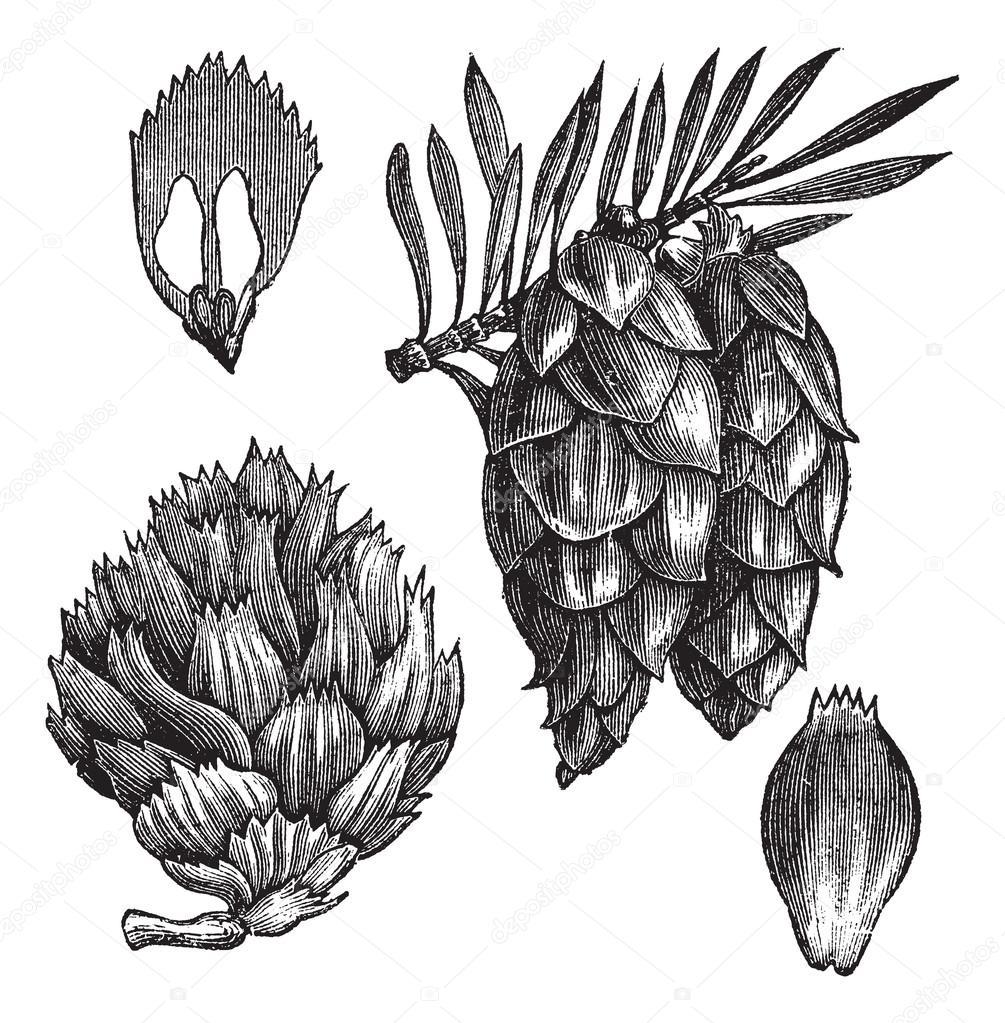 Picea mariana