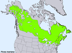 Picea mariana