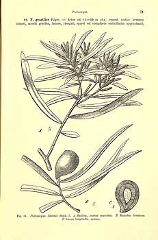 Afrocarpus mannii