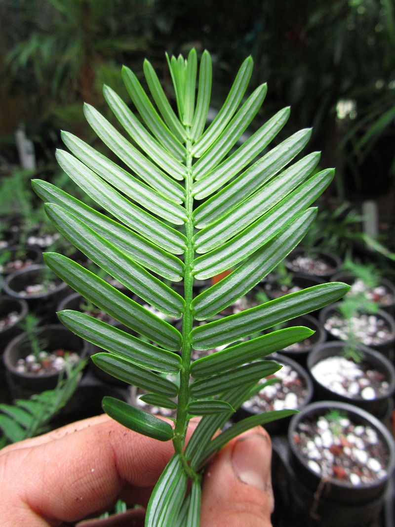 Cephalotaxus mannii