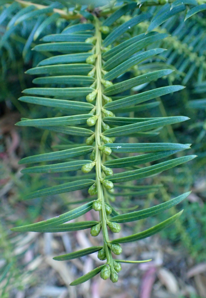 Cephalotaxus mannii
