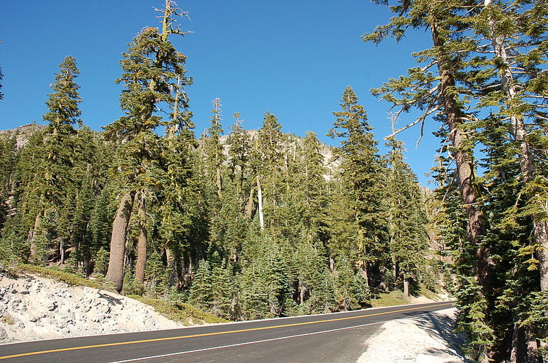 Abies magnifica