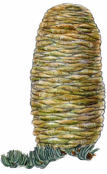 Abies magnifica