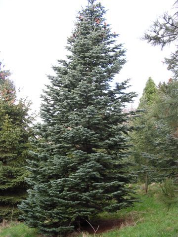 Abies magnifica