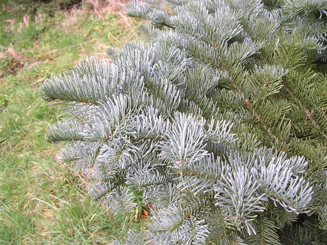 Abies magnifica