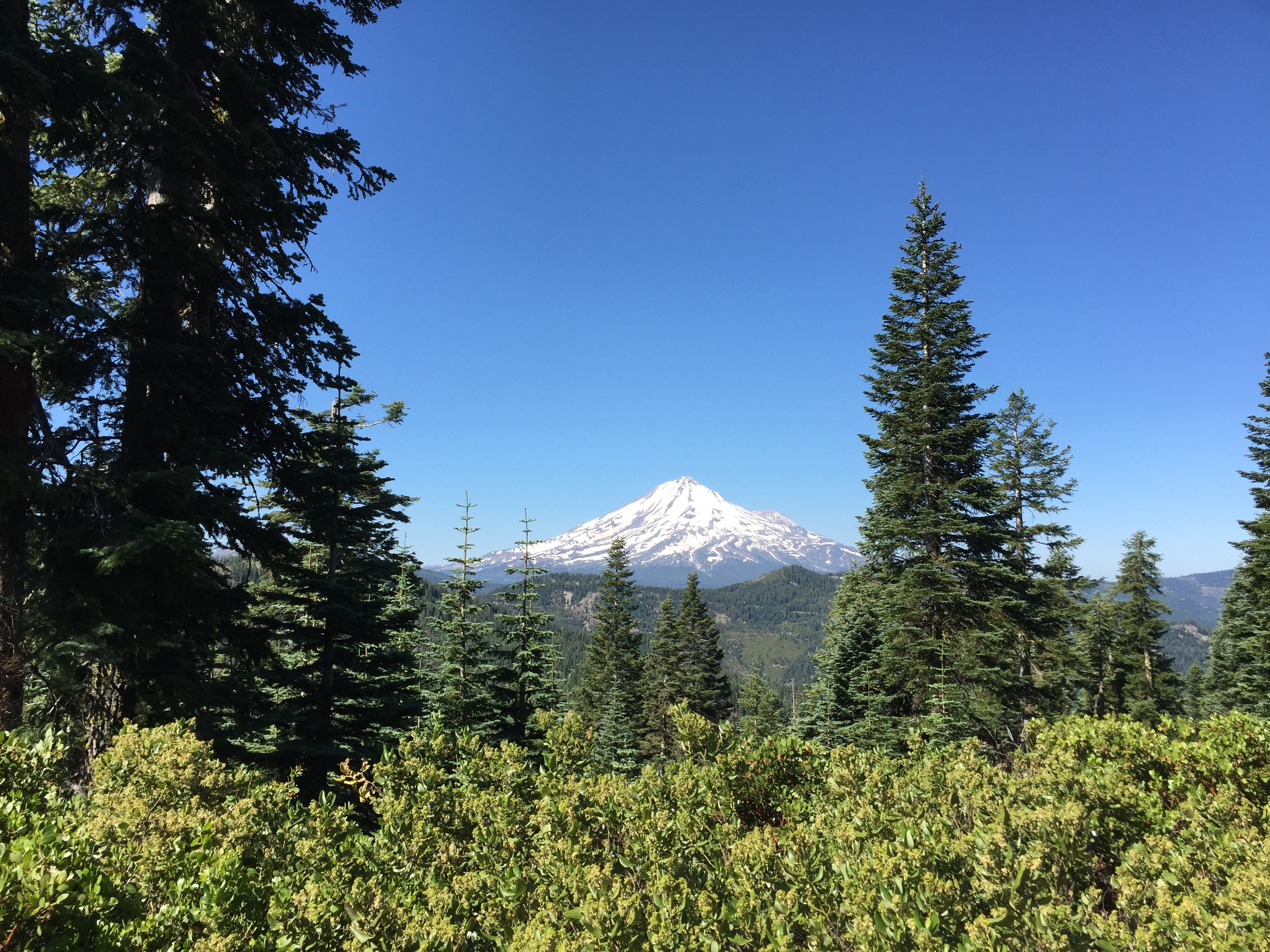 Abies magnifica