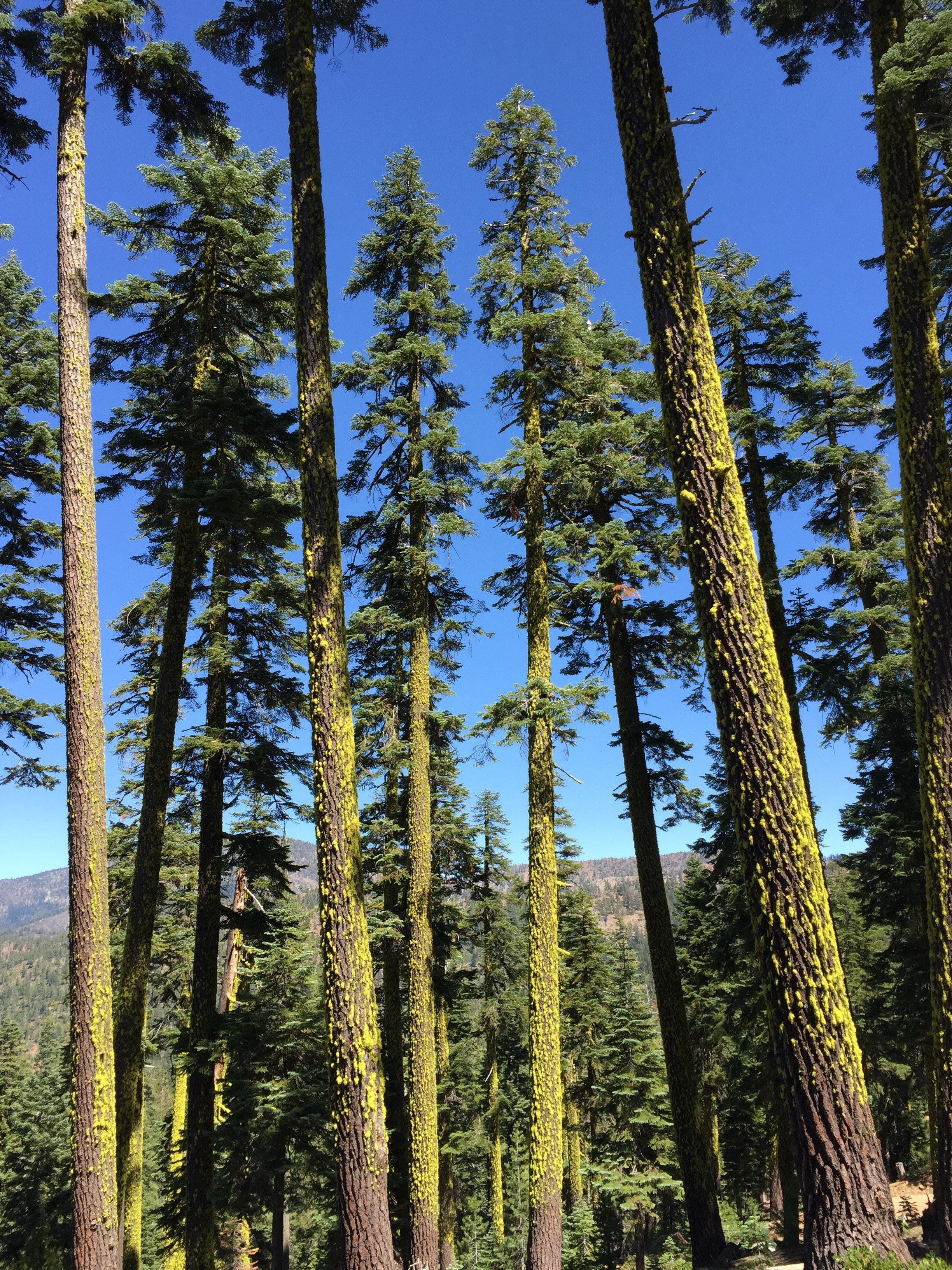 Abies magnifica