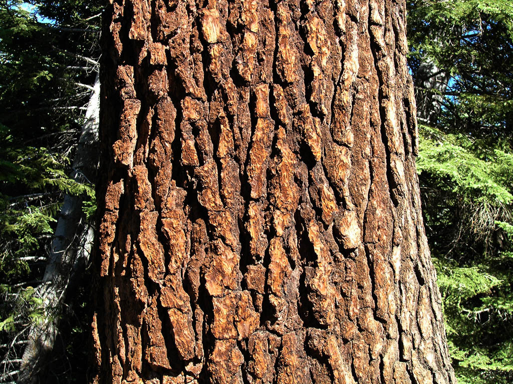Abies magnifica