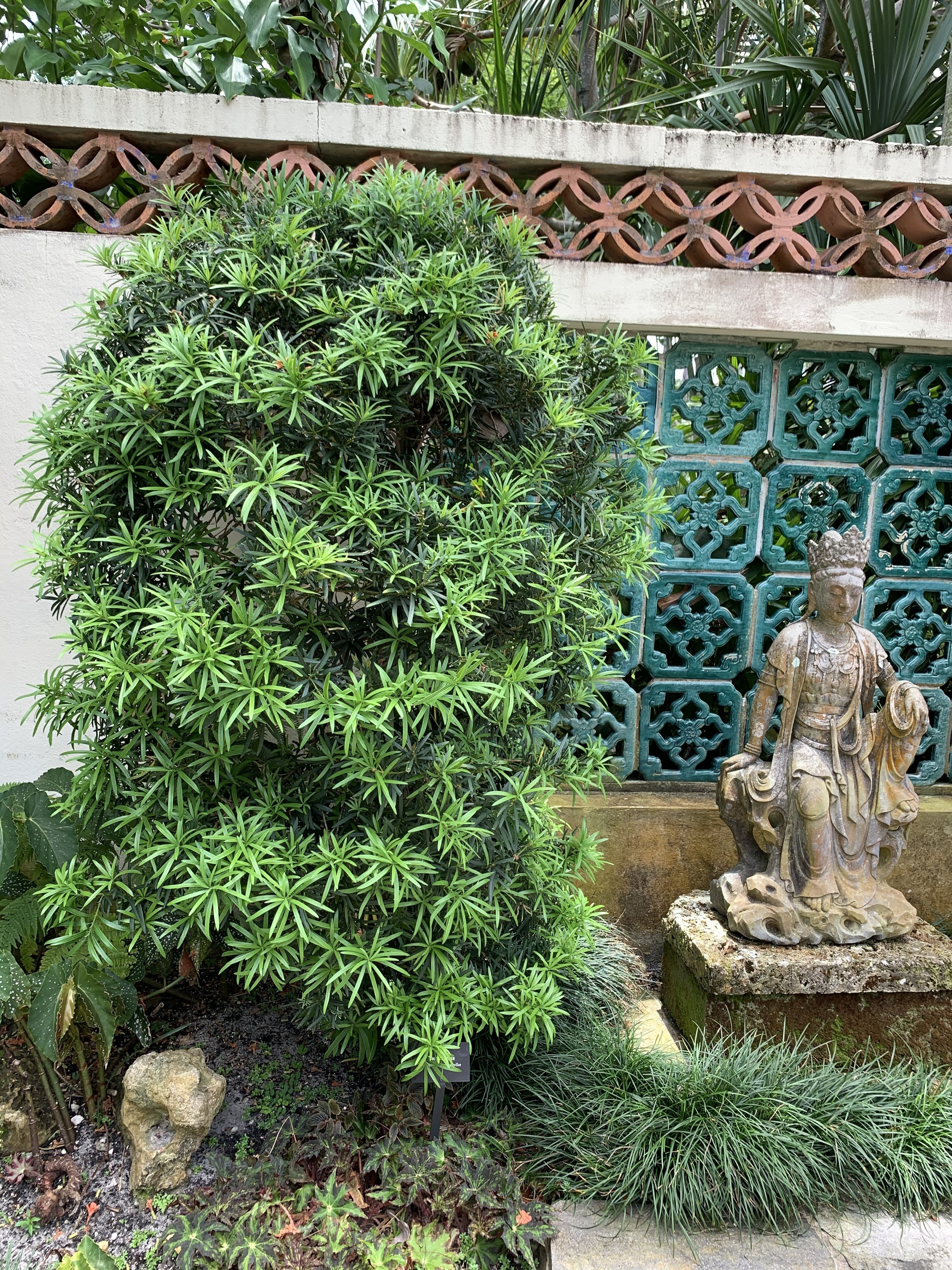 Podocarpus macrophyllus