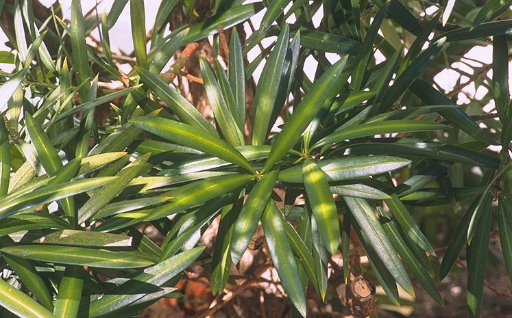 Podocarpus macrophyllus