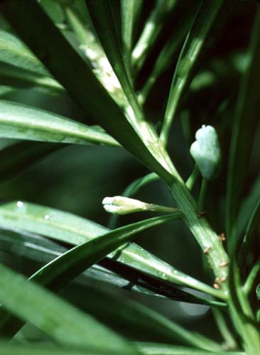Podocarpus macrophyllus