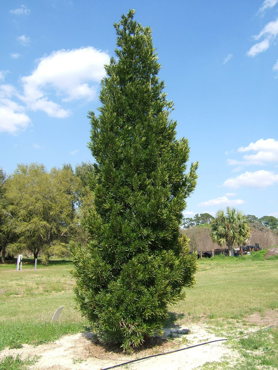 Podocarpus macrophyllus