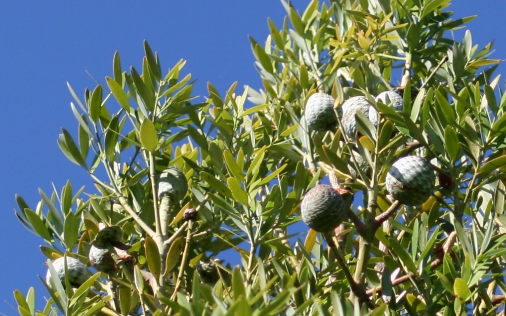 Agathis macrophylla