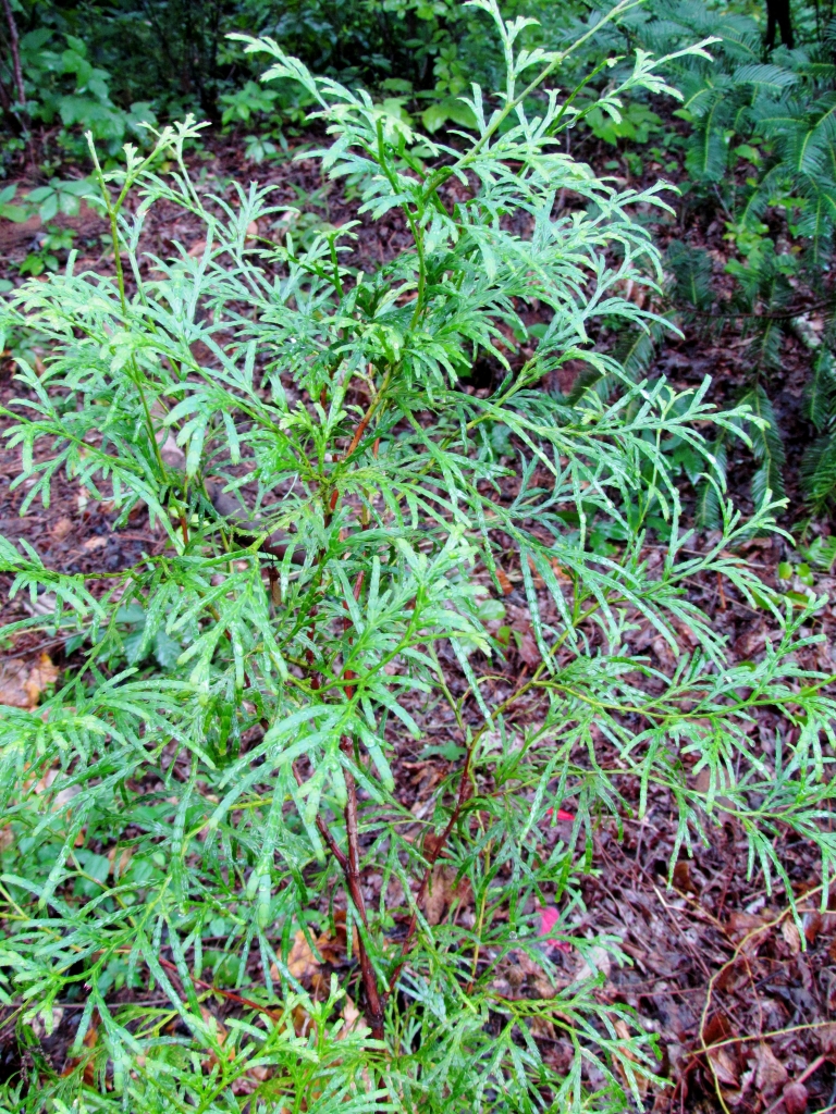 Calocedrus macrolepis