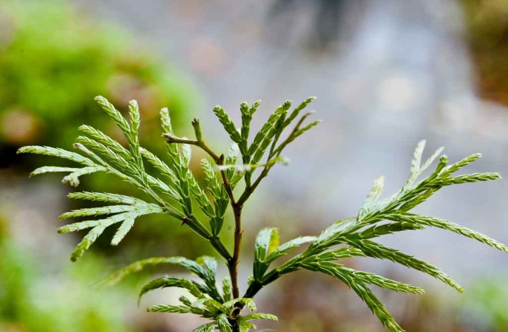 Calocedrus macrolepis