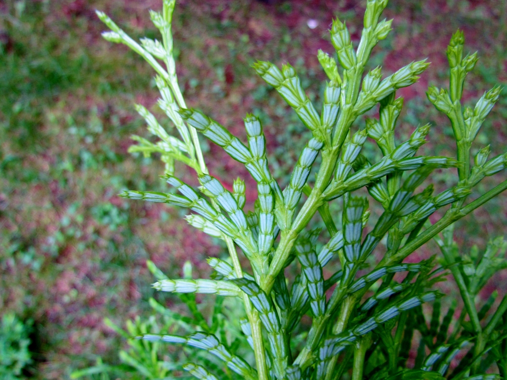 Calocedrus macrolepis
