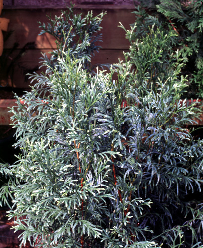 Calocedrus macrolepis