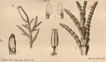 Calocedrus macrolepis