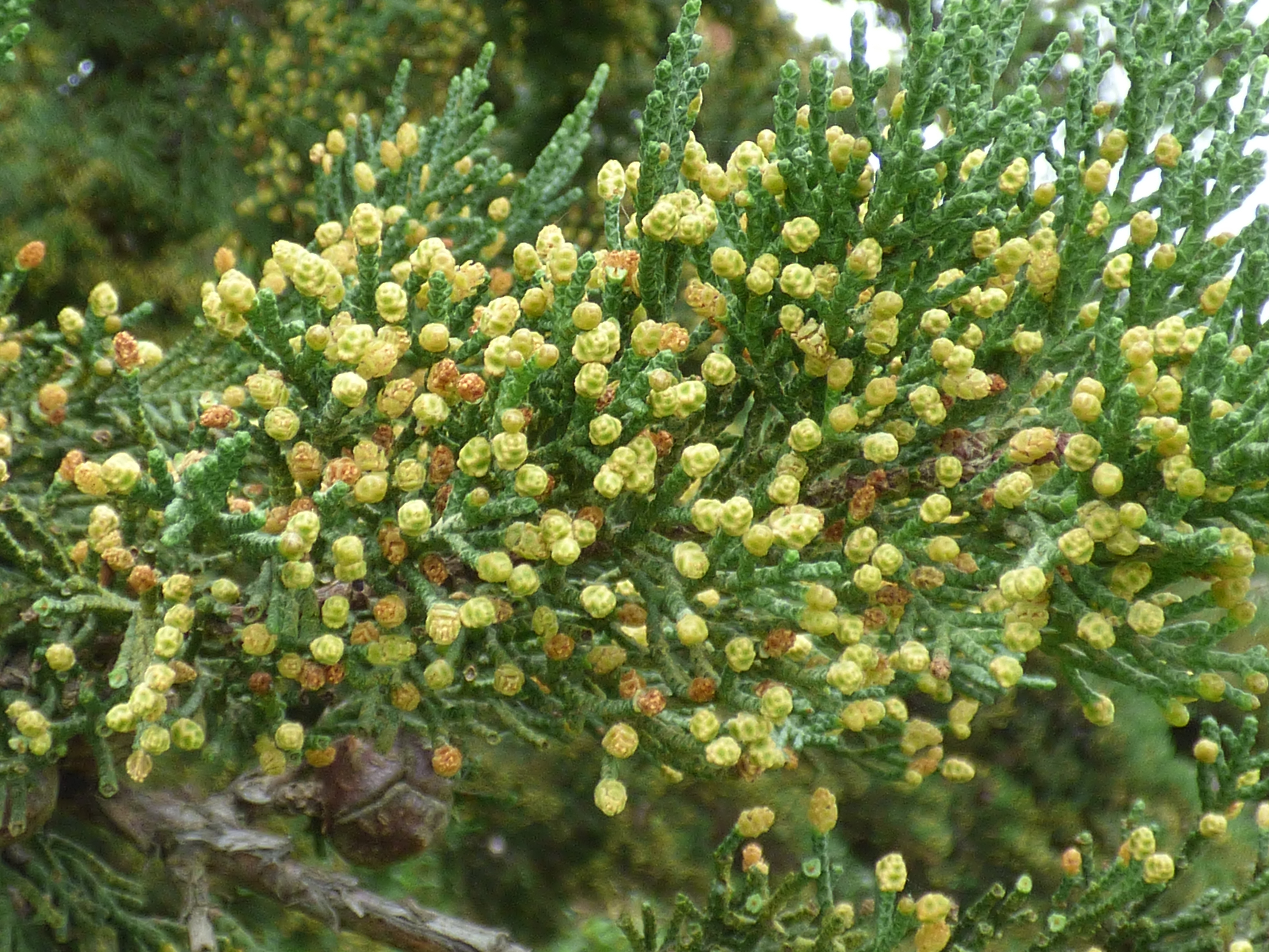 Cupressus macrocarpa