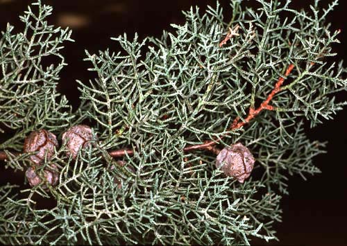 Cupressus macrocarpa