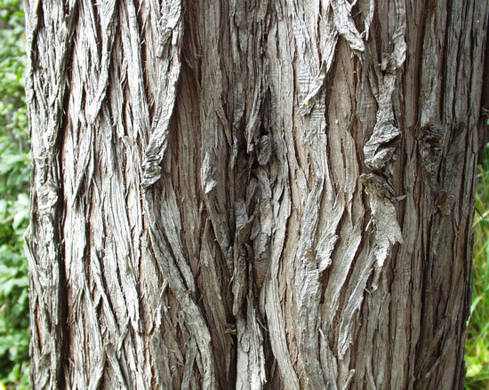 Cupressus macrocarpa