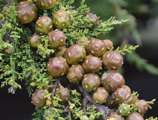 Cupressus macrocarpa