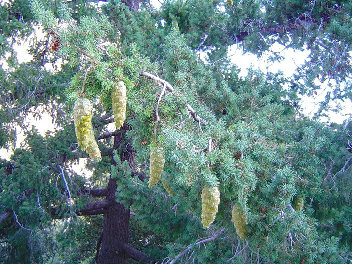 Pseudotsuga macrocarpa